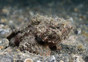 Raggy Scorpion fish. Lembeh straits. D200, 60mm. by Derek Haslam 